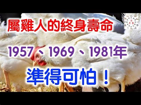 辛酉年雞|【1981屬】1981屬雞帶你一秒看懂！五行缺什麼、運勢解讀一次。